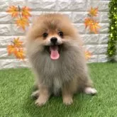 ポメラニアン