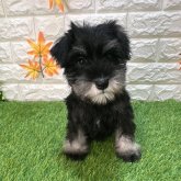 ミニチュアシュナウザー