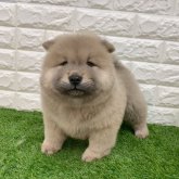 チャウチャウ