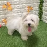マルチーズ