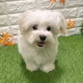 マルチーズ