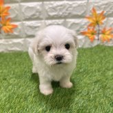 マルチーズ