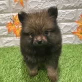 ポメラニアン