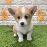 ウェルシュ・コーギー・ペンブローク