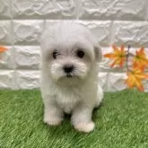 マルチーズ