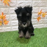 ミニチュアシュナウザー
