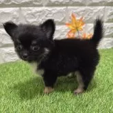 チワワ(ロング)
