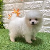 ポメラニアン