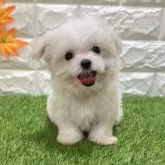マルチーズ