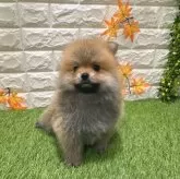 ポメラニアン