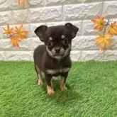 チワワ(スムース)