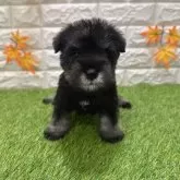 ミニチュアシュナウザー【愛知県・男の子・2025年9月26日・ソルト&ペッパー3️⃣】の写真1