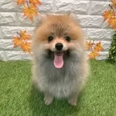 ポメラニアン