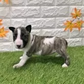 ミニチュアブルテリア【愛知県・女の子・2025年9月26日・ブリンドル&ホワイト4️⃣】の写真2