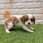 キャバリア【愛知県・男の子・2025年10月10日・ブレンハイム818】の写真2