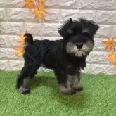 ミニチュアシュナウザー【愛知県・女の子・2025年7月25日・ブラック&シルバー908】の写真2