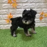 ミニチュアシュナウザー【愛知県・女の子・2025年7月25日・ブラック&シルバー909】の写真2