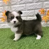 ウェルシュ・コーギー・ペンブローク【愛知県・女の子・2025年9月19日・レッド&ホワイト1️⃣】の写真2