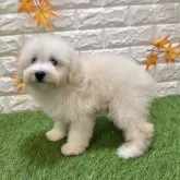 トイプードル(トイ)【愛知県・女の子・2025年7月25日・クリーム918】の写真2