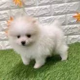 ポメラニアン【愛知県・女の子・2025年9月12日・ホワイト&クリーム1️⃣】の写真3