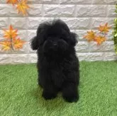 トイプードル(トイ)【愛知県・女の子・2025年7月18日・ブラック614】の写真4