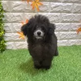 トイプードル(トイ)【愛知県・女の子・2025年7月18日・シルバー465】の写真4