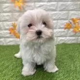 マルチーズ【愛知県・女の子・2025年8月29日・ホワイト425】の写真4