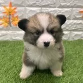 ウェルシュ・コーギー・ペンブローク【愛知県・女の子・2025年9月19日・レッド&ホワイト2️⃣】の写真4