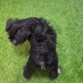 ミニチュアシュナウザー【愛知県・女の子・2025年7月25日・ブラック&シルバー909】の写真5