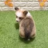 ウェルシュ・コーギー・ペンブローク【愛知県・男の子・2025年9月19日・レッド&ホワイト093】の写真5