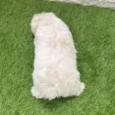 マルチーズ【愛知県・女の子・2025年8月29日・ホワイト425】の写真5