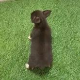 チワワ(スムース)【愛知県・女の子・2025年7月18日・チョコイエロー544】の写真5