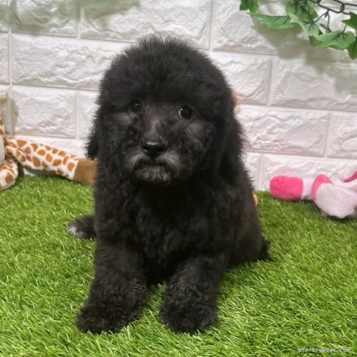 ID：2409-03387の子犬
