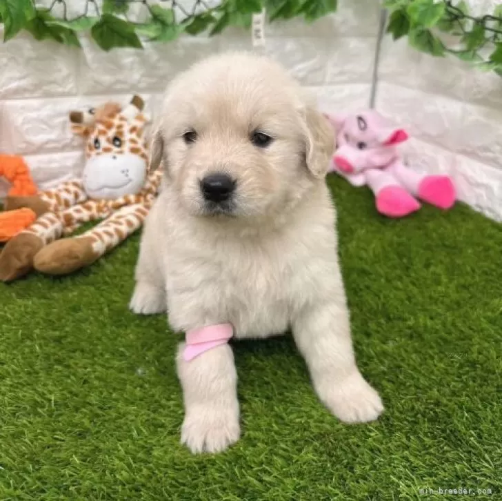 ID：2312-03290の子犬