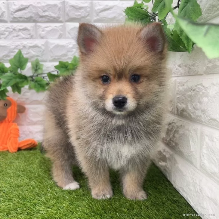 ID:2403-03305の子犬