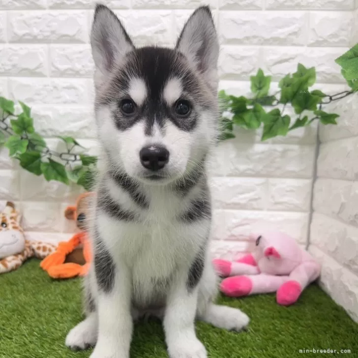 ID：2402-04110の子犬