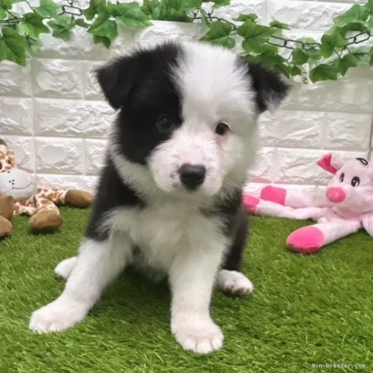 ID：2407-06700の子犬