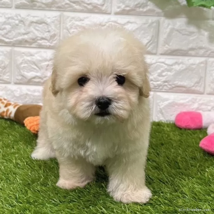 ID:2409-04324の子犬