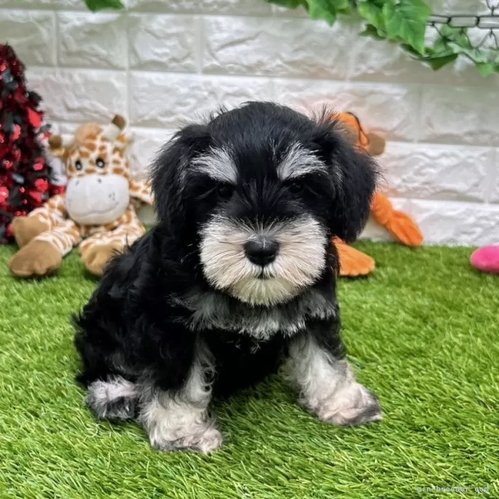 ID:2408-06470の子犬