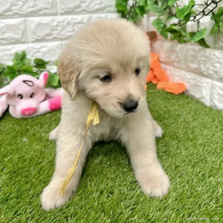 K.Y 様のお迎えした子犬