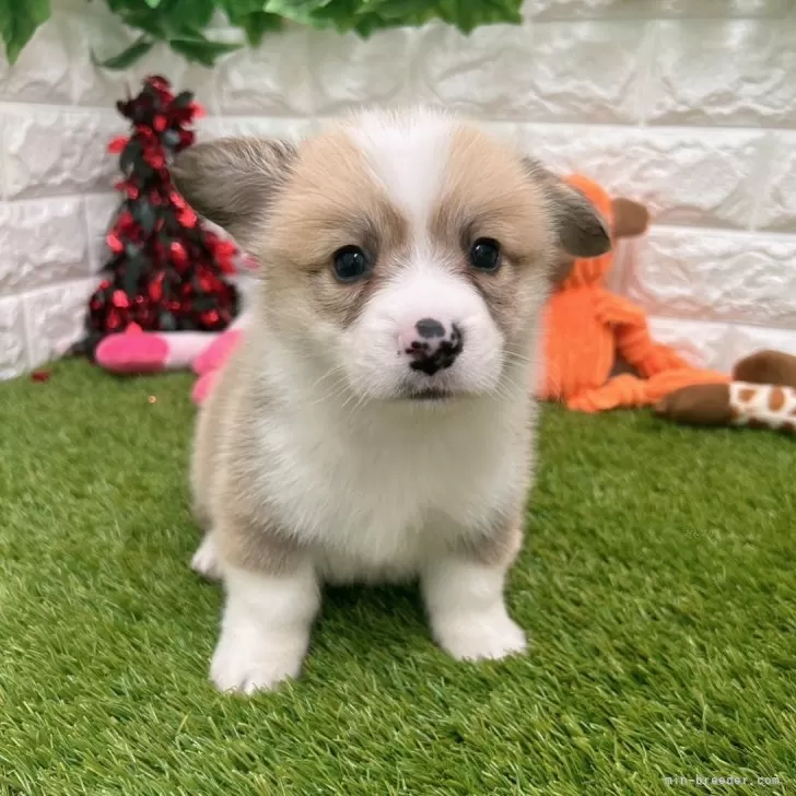 ID：2404-05702の子犬