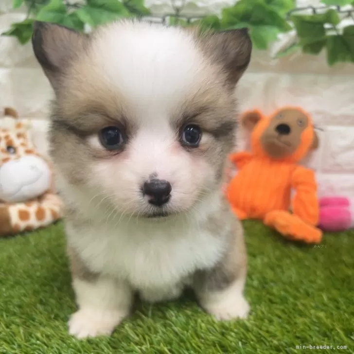 ID:2402-01635の子犬