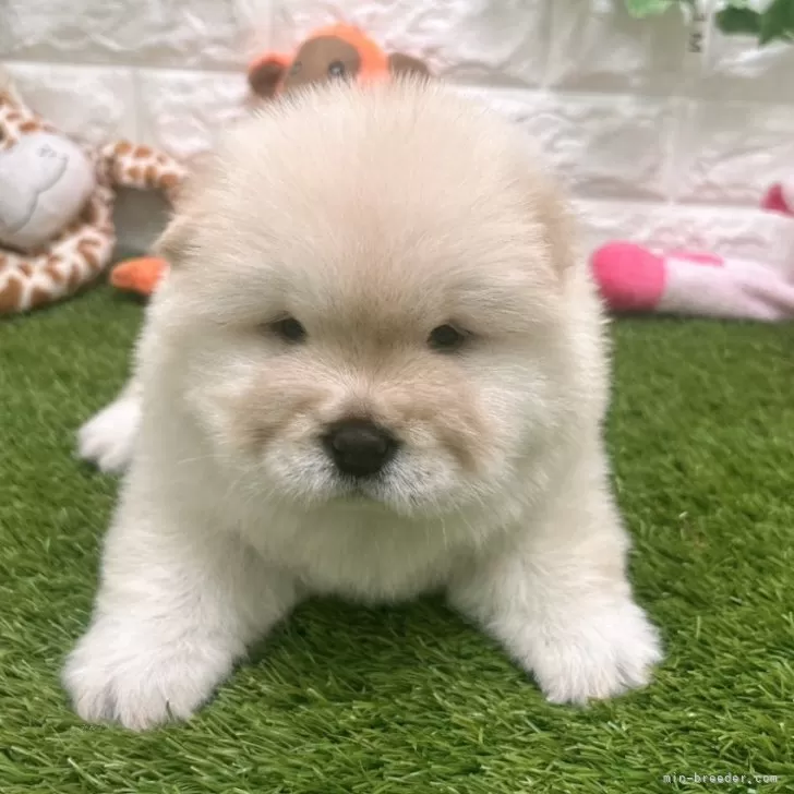 ID:2408-01723の子犬
