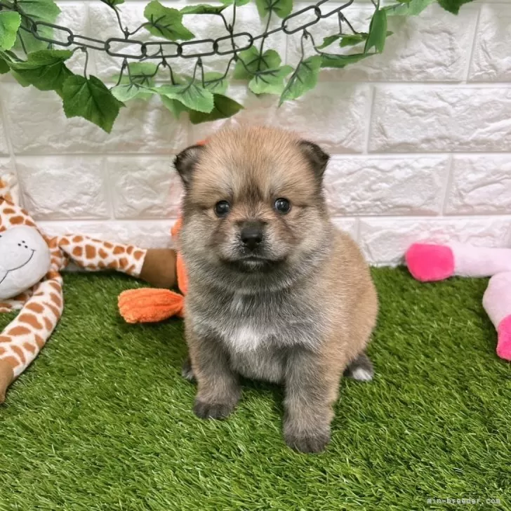 ID:2403-03287の子犬