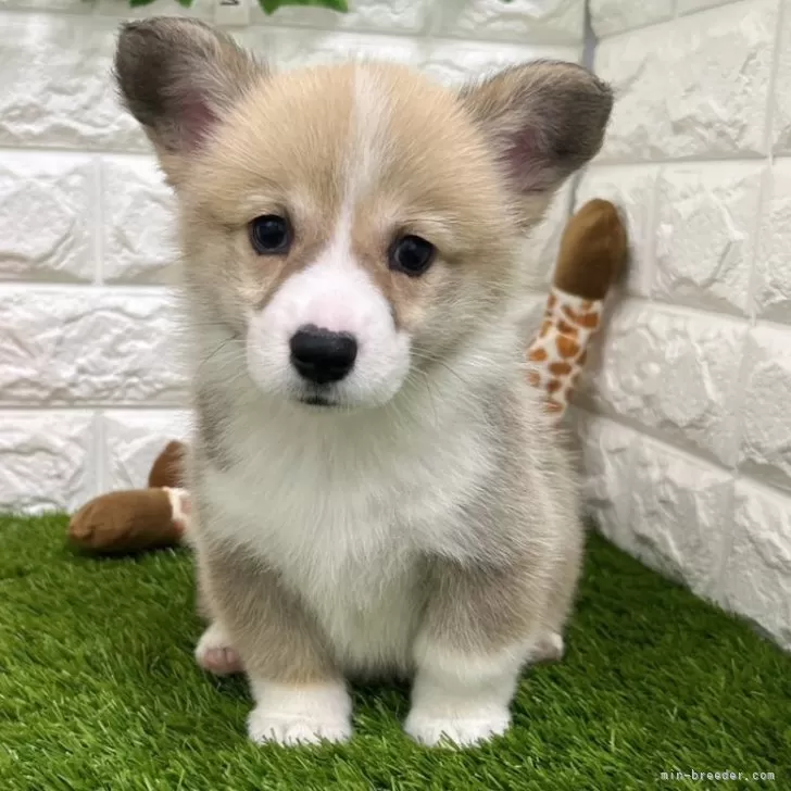 ID：2404-05700の子犬