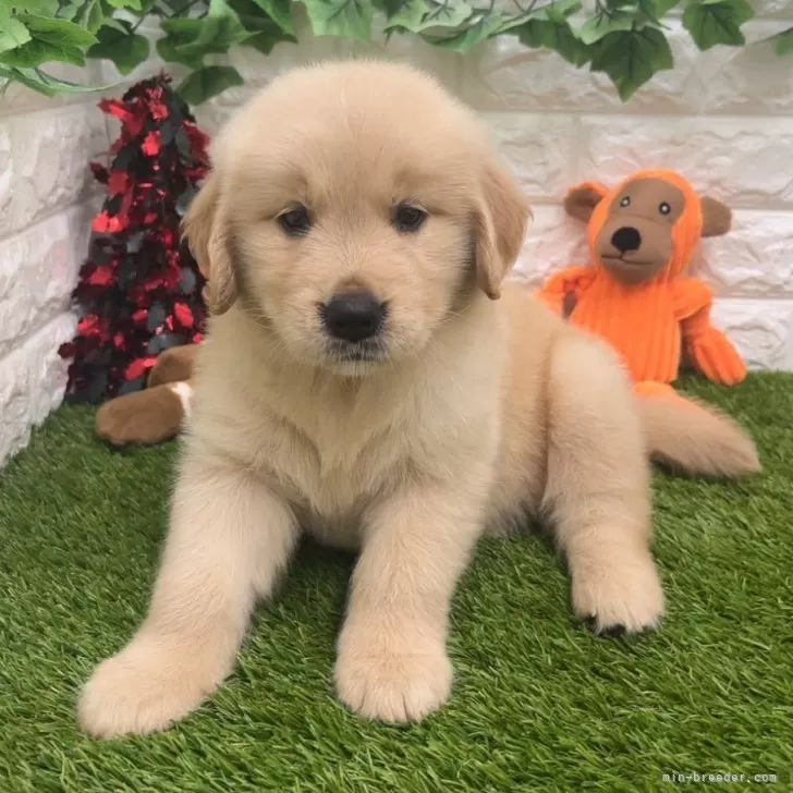 ID:2406-05148の子犬