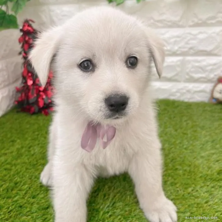 ID：2301-00777の子犬