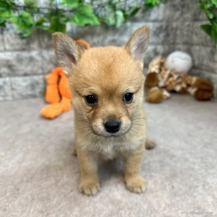 ID：2304-02454の子犬