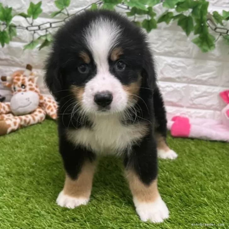 ID:2407-00996の子犬