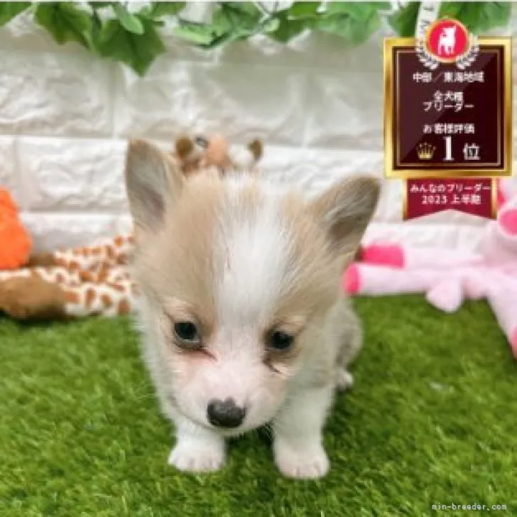 ID：2311-00472の子犬